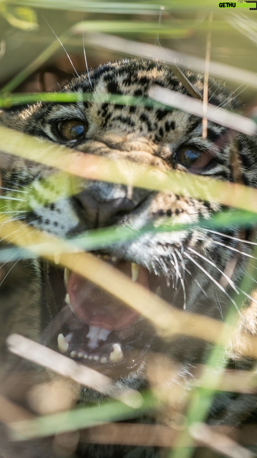 Leonardo DiCaprio Instagram - More Jaguars spotted in Argentina’s Iberá Park. @rewild partner - @rewilding_argentina has confirmed the sighting of a new Jaguar cub with the help of remote cameras. This brings the park’s Jaguar population up to at least 17 individuals. In just over two years, Corrientes province went from having no Jaguars to becoming the region in the Argentine Gran Chaco with the largest Jaguar population. With the help of Rewilding Argentina, an offspring of @tompkins_conservation, this species is beginning to thrive again. The return of Jaguars as a top predator is key to restoring ecological interactions for a healthy ecosystem, making the #Iberá ecosystem more complete and functional. Video by @sebanavajas_ph @parquesnacionalesar @gobiernocorrientes @parqueiberacorrientes #Rewilding #Jaguar #Yaguareté #Jaguars #Iberá #Corrientes