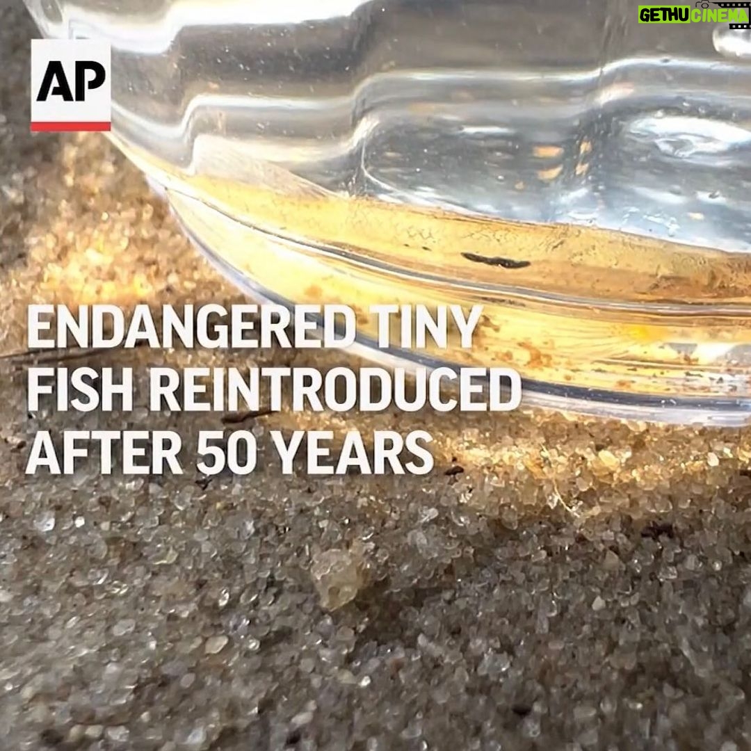 Leonardo DiCaprio Instagram - Fifty years after a tiny fish called the Pearl Darter disappeared from the Pearl River, which runs from central Mississippi into southeast Louisiana, wildlife conservationists have returned the species to its wild home. According to @apnews, “oil and gas development, agricultural runoff, urban pollution, and dam construction” all led to the extirpation of the species from the Pearl River. Thanks to the 1972 federal Clean Water Act, the fish now has a chance to thrive here again. Freshwater fish are facing some of the highest extinction rates of any group of animals on Earth and play essential roles in the functioning of aquatic ecosystems, so it is vital that they are a priority for conservation action. That’s why freshwater fish conservation is one of the priorities for my organization, @rewild, which, in partnership with @synchearth, is building a global network (@shoal_org) of conservation implementers and donors to save at least 1,000 species of threatened freshwater fish. Link in bio to learn more.