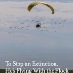 Leonardo DiCaprio Instagram - Repost from @nytimes To prevent the extinction of the northern bald ibis, Johannes Fritz came up with a plan — and learned to fly. To survive the European winter, the northern bald ibis — which had once disappeared entirely from the wild on the continent — needs to migrate south for the winter, over the Alps, before the mountains become impassable. Fritz, an Austrian biologist, has spent his career reintroducing the birds into the wild, and an essential part of their education has been teaching the young the migration path they will follow as adults. He modified an ultralight aircraft so it would cruise at speeds slow enough for his winged students to keep up. In 2004, three years after some initially bumpy experiments, Fritz led the first flock from Austria to Italy, and has since led 15 such migrations. Over that time, he has rewilded 277 young ibises, many of which then started to pass the route on to their own young. However, the route Fritz originally taught the ibises is no longer viable. With climate change warming the area where the birds summer — by Lake Constance in Germany and Austria — they now start their migration at the end of October instead of the end of September, as they had done just a decade ago. They are now reaching the mountains too late to make it over the peaks, locking them in an icy death trap. Photos by @ninareeg