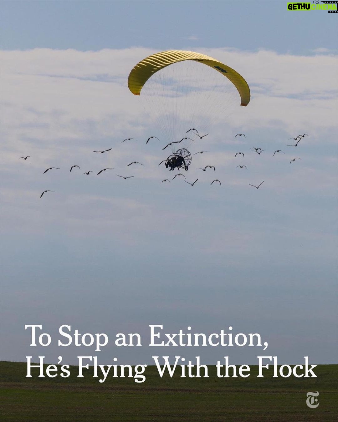 Leonardo DiCaprio Instagram - Repost from @nytimes To prevent the extinction of the northern bald ibis, Johannes Fritz came up with a plan — and learned to fly. To survive the European winter, the northern bald ibis — which had once disappeared entirely from the wild on the continent — needs to migrate south for the winter, over the Alps, before the mountains become impassable. Fritz, an Austrian biologist, has spent his career reintroducing the birds into the wild, and an essential part of their education has been teaching the young the migration path they will follow as adults. He modified an ultralight aircraft so it would cruise at speeds slow enough for his winged students to keep up. In 2004, three years after some initially bumpy experiments, Fritz led the first flock from Austria to Italy, and has since led 15 such migrations. Over that time, he has rewilded 277 young ibises, many of which then started to pass the route on to their own young. However, the route Fritz originally taught the ibises is no longer viable. With climate change warming the area where the birds summer — by Lake Constance in Germany and Austria — they now start their migration at the end of October instead of the end of September, as they had done just a decade ago. They are now reaching the mountains too late to make it over the peaks, locking them in an icy death trap. Photos by @ninareeg