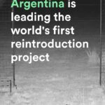 Leonardo DiCaprio Instagram - Jaguars are returning to Iberá Park in Argentina. @rewild partner and offspring of @tompkins_conservation, @rewilding_argentina, is leading the world’s first breeding and reintroduction project to restore Jaguars to a region they had once been wiped out. After their disappearance from the Corrientes Province of Argentina 70 years ago, Jaguars are now returning with the help of Rewilding Argentina. These rewilding efforts were originally driven by the late Doug Tompkins and his vision to restore ecosystems throughout Argentina and Chile. The return of Jaguars is key to keeping Iberá resilient and healthy in our planet’s fight against #ClimateChange and biodiversity loss. Once fully restored, Jaguars can fulfill their ecological role as a top predator, making the #Iberá ecosystem more complete and functional. #RewildingArgentina #TompkinsConservation #Rewilding