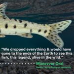 Leonardo DiCaprio Instagram – Rediscovered: A team of ichthyologists in Turkey have found the lost Leopard Barbel, a spotted fish, in the Turkish section of the Tigris River. This rediscovery spurs hope in the midst of global freshwater fish decline, where 25% of freshwater fish are at risk of extinction. This is the second species on @rewild and @shoal_org most wanted lost fishes list to be rediscovered. The first, the Batman River Loach, was found by the same intrepid team in Southeastern Turkey in late 2021.

The Leopard Barbel was once abundant, ranging from Eastern Turkey, Eastern Syria, Iran and Iraq in the Tigris-Euphrates river system. Over the last three decades, however, fishing, pollution, habitat destruction and dam construction have pushed the species to the edge of extinction.

“There is nothing quite like the feeling of finding that a species that has been pushed to the brink of extinction is still hanging on, despite the odds,” said Cüneyt Kaya, associate professor at Recep Tayyip Erdogan University and member of the expedition team. “It is even more thrilling than discovering a new species because it means that we can give a rare species a second chance.”

Photo credit: Metin Yoksu