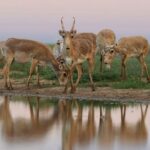 Leonardo DiCaprio Instagram - Conservation success: The Saiga, a species of antelope, has been reclassified from ‘Critically Endangered’ to ‘Near Threatened’ on the IUCN Red List of Threatened Species. This unprecedented recovery reflects the remarkable conservation of Saiga populations in Kazakhstan. The species, which once numbered as few as 48,000 individuals in 2005, has now grown to over 1.9 million individuals in the wild. Congrats to the government of Kazakhstan, which invested heavily in anti-poaching initiatives, robust law enforcement, and the establishment of new protected areas. Their collaboration with conservation organizations, universities, and scientists is a prime example of true conservation success driven by collaborative efforts. Photo credit: Andrey Gilev
