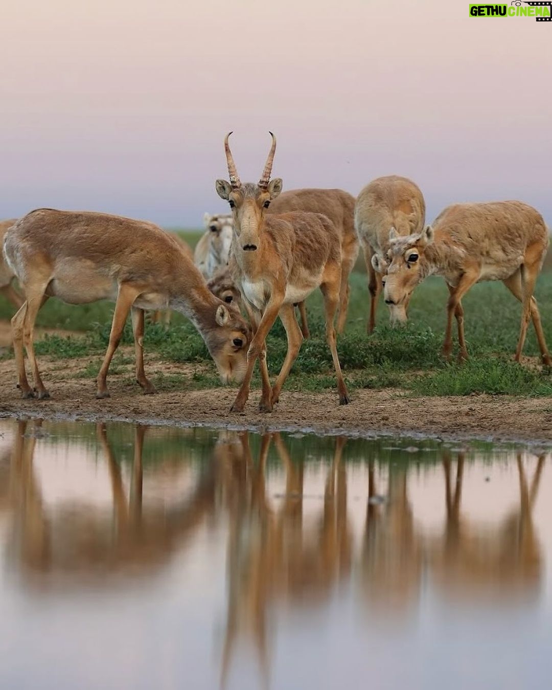 Leonardo DiCaprio - 355K Likes - Conservation success: The Saiga, a species of antelope, has been reclassified from ‘Critically Endangered’ to ‘Near Threatened’ on the IUCN Red List of Threatened Species.
This unprecedented recovery reflects the remarkable conservation of Saiga populations in Kazakhstan. The species, which once numbered as few as 48,000 individuals in 2005, has now grown to over 1.9 million individuals in the wild.
Congrats to the government of Kazakhstan, which invested heavily in anti-poaching initiatives, robust law enforcement, and the establishment of new protected areas. Their collaboration with conservation organizations, universities, and scientists is a prime example of true conservation success driven by collaborative efforts.
Photo credit: Andrey Gilev