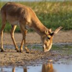 Leonardo DiCaprio Instagram - Conservation success: The Saiga, a species of antelope, has been reclassified from ‘Critically Endangered’ to ‘Near Threatened’ on the IUCN Red List of Threatened Species. This unprecedented recovery reflects the remarkable conservation of Saiga populations in Kazakhstan. The species, which once numbered as few as 48,000 individuals in 2005, has now grown to over 1.9 million individuals in the wild. Congrats to the government of Kazakhstan, which invested heavily in anti-poaching initiatives, robust law enforcement, and the establishment of new protected areas. Their collaboration with conservation organizations, universities, and scientists is a prime example of true conservation success driven by collaborative efforts. Photo credit: Andrey Gilev