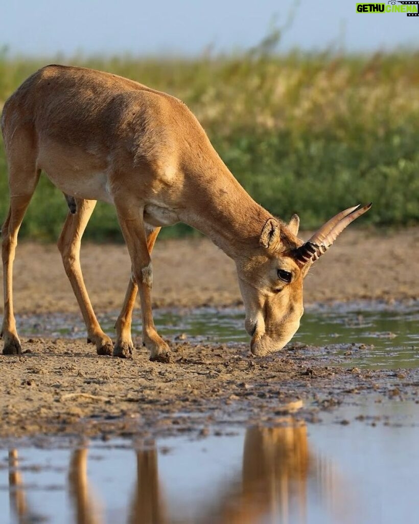 Leonardo DiCaprio Instagram - Conservation success: The Saiga, a species of antelope, has been reclassified from ‘Critically Endangered’ to ‘Near Threatened’ on the IUCN Red List of Threatened Species. This unprecedented recovery reflects the remarkable conservation of Saiga populations in Kazakhstan. The species, which once numbered as few as 48,000 individuals in 2005, has now grown to over 1.9 million individuals in the wild. Congrats to the government of Kazakhstan, which invested heavily in anti-poaching initiatives, robust law enforcement, and the establishment of new protected areas. Their collaboration with conservation organizations, universities, and scientists is a prime example of true conservation success driven by collaborative efforts. Photo credit: Andrey Gilev