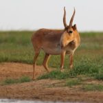 Leonardo DiCaprio Instagram - Conservation success: The Saiga, a species of antelope, has been reclassified from ‘Critically Endangered’ to ‘Near Threatened’ on the IUCN Red List of Threatened Species. This unprecedented recovery reflects the remarkable conservation of Saiga populations in Kazakhstan. The species, which once numbered as few as 48,000 individuals in 2005, has now grown to over 1.9 million individuals in the wild. Congrats to the government of Kazakhstan, which invested heavily in anti-poaching initiatives, robust law enforcement, and the establishment of new protected areas. Their collaboration with conservation organizations, universities, and scientists is a prime example of true conservation success driven by collaborative efforts. Photo credit: Andrey Gilev