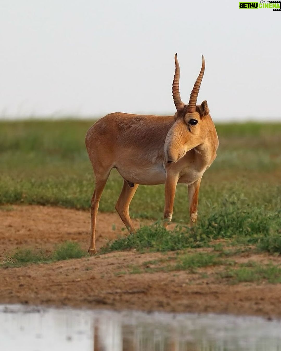 Leonardo DiCaprio - 355K Likes - Conservation success: The Saiga, a species of antelope, has been reclassified from ‘Critically Endangered’ to ‘Near Threatened’ on the IUCN Red List of Threatened Species.
This unprecedented recovery reflects the remarkable conservation of Saiga populations in Kazakhstan. The species, which once numbered as few as 48,000 individuals in 2005, has now grown to over 1.9 million individuals in the wild.
Congrats to the government of Kazakhstan, which invested heavily in anti-poaching initiatives, robust law enforcement, and the establishment of new protected areas. Their collaboration with conservation organizations, universities, and scientists is a prime example of true conservation success driven by collaborative efforts.
Photo credit: Andrey Gilev
