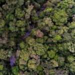 Leonardo DiCaprio Instagram - Ecuador is making strides in its commitment to 30x30, aiming to safeguard at least 30% of its terrestrial and marine environments by 2030. The Ecuadorian National System of Protected Areas now has 77 protected areas and 30 protected freshwater areas totaling more than 26.2 million hectares of key watersheds and their surrounding ecosystems, covering nearly 20% of the country. The Ministry of Environment (@ambienteec), in collaboration with our partners @naturecultureinternational, @fundacion.jocotoco and local communities, with direct technical and financial support from @rewild and @bezosearthfund, has officially declared more than 163,000 acres of new protected areas— safeguarding critical Chocó (lowland tropical forest), high montane forests, páramo (high altitude grasslands) and critical watersheds. Photo Credits: Javier Aznar, Alex Wiles, James Muchmore, Scott Trageser, Fundación Jocotoco, Nature & Culture International