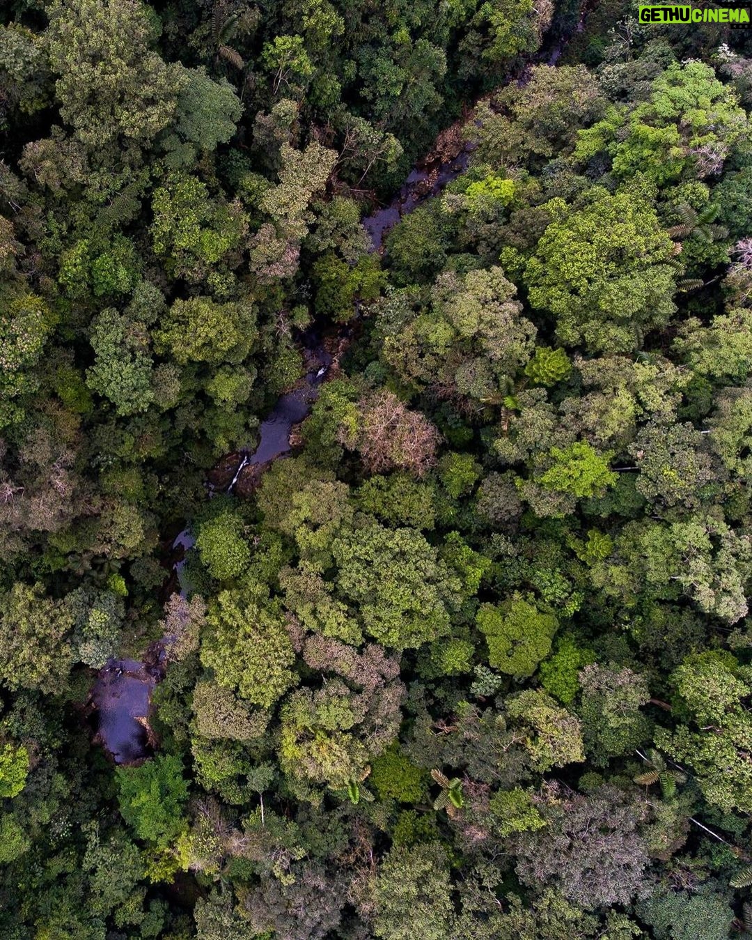 Leonardo DiCaprio - 262.8K Likes - Ecuador is making strides in its commitment to 30x30, aiming to safeguard at least 30% of its terrestrial and marine environments by 2030.
The Ecuadorian National System of Protected Areas now has 77 protected areas and 30 protected freshwater areas totaling more than 26.2 million hectares of key watersheds and their surrounding ecosystems, covering nearly 20% of the country.
The Ministry of Environment (@ambienteec), in collaboration with our partners @naturecultureinternational, @fundacion.jocotoco and local communities, with direct technical and financial support from @rewild and @bezosearthfund, has officially declared more than 163,000 acres of new protected areas— safeguarding critical Chocó (lowland tropical forest), high montane forests, páramo (high altitude grasslands) and critical watersheds.
Photo Credits: Javier Aznar, Alex Wiles, James Muchmore, Scott Trageser, Fundación Jocotoco, Nature & Culture International