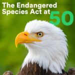 Leonardo DiCaprio Instagram - Today marks the 50th anniversary of the US Endangered Species Act, a critical law that has not only prevented the extinction of wildlife species on the brink but continues to help combat the climate crisis. Biodiversity plays a critical role in keeping our planet’s ecosystems healthy, including forests, mangroves and grasslands that store huge amounts of carbon. Restoring even a small, targeted group of wildlife species known as ecosystem engineers—because they help maintain functioning landscapes—would help ensure we keep the global rising temperature below the 1.5-degree Celsius tipping point. Like the United States, many countries have their own science-based list of threatened species that are in need of conservation action. The world’s authority on threatened species—the IUCN SSC Red List of Threatened Species—assesses the global extinction risk for animals, plants, and fungi so that conservationists, governments, and other stakeholders can develop plans to protect threatened species and their habitats, ultimately contributing to climate stabilization. @rewild @iucnssc @globalrewildingalliance #EndangeredSpeciesAct #ESA #EndangeredSpecies #WhyWeRewild