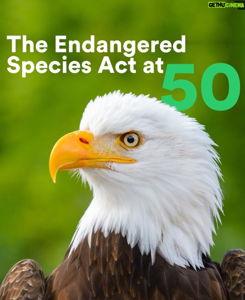 Leonardo DiCaprio Instagram - Today marks the 50th anniversary of the US Endangered Species Act, a critical law that has not only prevented the extinction of wildlife species on the brink but continues to help combat the climate crisis. Biodiversity plays a critical role in keeping our planet’s ecosystems healthy, including forests, mangroves and grasslands that store huge amounts of carbon. Restoring even a small, targeted group of wildlife species known as ecosystem engineers—because they help maintain functioning landscapes—would help ensure we keep the global rising temperature below the 1.5-degree Celsius tipping point. Like the United States, many countries have their own science-based list of threatened species that are in need of conservation action. The world’s authority on threatened species—the IUCN SSC Red List of Threatened Species—assesses the global extinction risk for animals, plants, and fungi so that conservationists, governments, and other stakeholders can develop plans to protect threatened species and their habitats, ultimately contributing to climate stabilization. @rewild @iucnssc @globalrewildingalliance #EndangeredSpeciesAct #ESA #EndangeredSpecies #WhyWeRewild