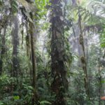 Leonardo DiCaprio Instagram - Ecuador is making strides in its commitment to 30x30, aiming to safeguard at least 30% of its terrestrial and marine environments by 2030. The Ecuadorian National System of Protected Areas now has 77 protected areas and 30 protected freshwater areas totaling more than 26.2 million hectares of key watersheds and their surrounding ecosystems, covering nearly 20% of the country. The Ministry of Environment (@ambienteec), in collaboration with our partners @naturecultureinternational, @fundacion.jocotoco and local communities, with direct technical and financial support from @rewild and @bezosearthfund, has officially declared more than 163,000 acres of new protected areas— safeguarding critical Chocó (lowland tropical forest), high montane forests, páramo (high altitude grasslands) and critical watersheds. Photo Credits: Javier Aznar, Alex Wiles, James Muchmore, Scott Trageser, Fundación Jocotoco, Nature & Culture International