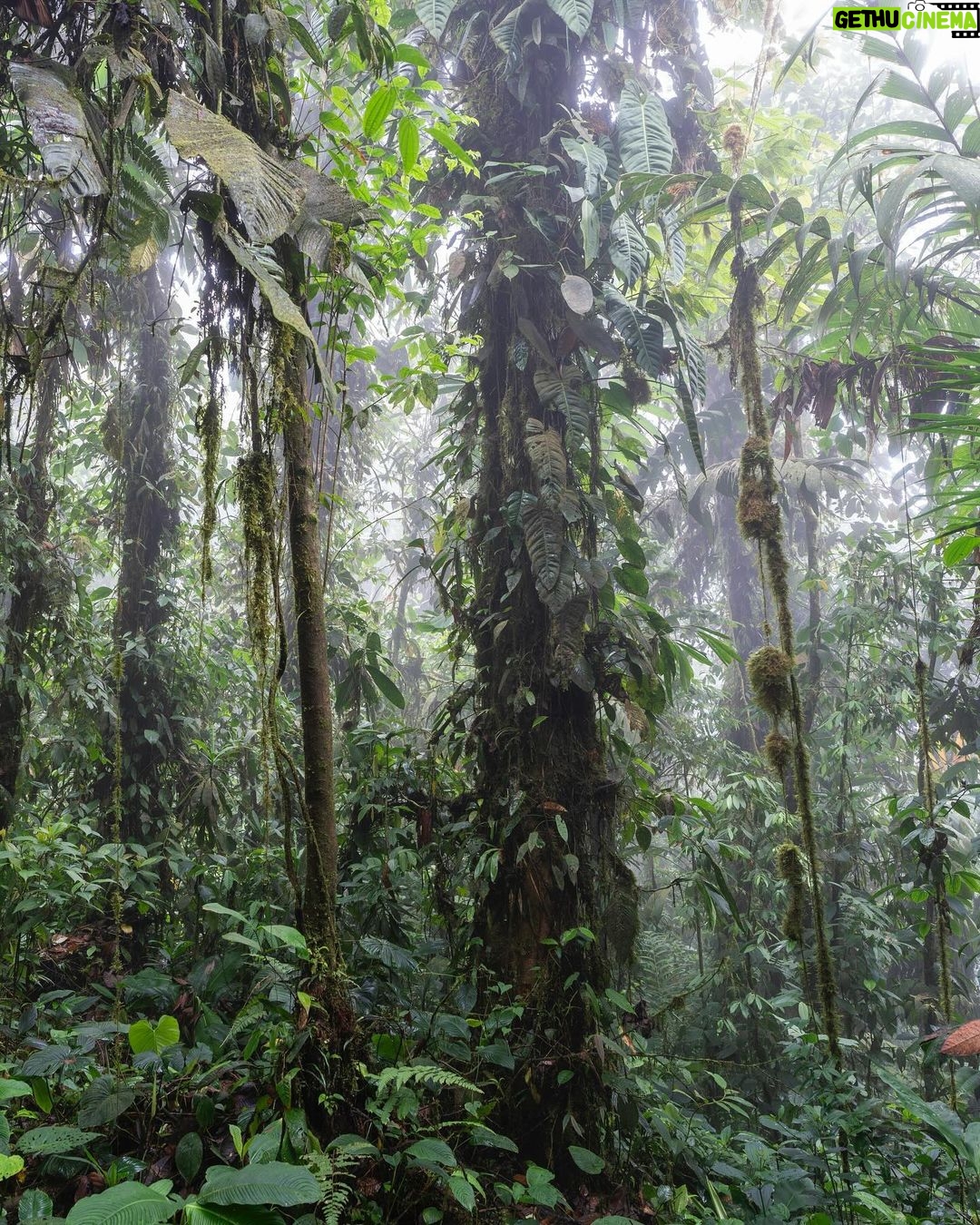 Leonardo DiCaprio - 262.8K Likes - Ecuador is making strides in its commitment to 30x30, aiming to safeguard at least 30% of its terrestrial and marine environments by 2030.
The Ecuadorian National System of Protected Areas now has 77 protected areas and 30 protected freshwater areas totaling more than 26.2 million hectares of key watersheds and their surrounding ecosystems, covering nearly 20% of the country.
The Ministry of Environment (@ambienteec), in collaboration with our partners @naturecultureinternational, @fundacion.jocotoco and local communities, with direct technical and financial support from @rewild and @bezosearthfund, has officially declared more than 163,000 acres of new protected areas— safeguarding critical Chocó (lowland tropical forest), high montane forests, páramo (high altitude grasslands) and critical watersheds.
Photo Credits: Javier Aznar, Alex Wiles, James Muchmore, Scott Trageser, Fundación Jocotoco, Nature & Culture International