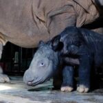 Leonardo DiCaprio Instagram - Further hope for the recovery of the Sumatran Rhino as a second baby rhino has been born at the Way Kambas Sumatran Rhino Sanctuary in Indonesia in two months, as announced by the Ministry of Environment and Forestry. This male calf joins a female calf born in late September and represents a new generation of Sumatran Rhino from which to recover the species. The Sumatran Rhino, once widespread across Southeast Asia, is now only found in Indonesia. The Government of the Republic of Indonesia is working to recover the Sumatran Rhino across Sumatra and Borneo through a combination of a conservation breeding program and field conservation, supported by a coalition of conservation organizations both in Indonesia and across the world that is fully committed to assisting their programs and efforts. Given that this is the first captive-born Sumatran Rhino to give birth and the breeding program now has 10 animals with three proven breeding pairs, the future for this species is looking brighter - congratulations to the government of Indonesia and all involved in this species conservation effort. @kementerianlhk @rewild @rhinosirf @badak.indonesia #KSDAE