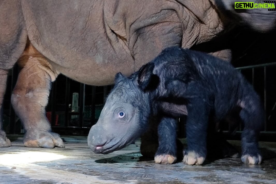 Leonardo DiCaprio Instagram - Further hope for the recovery of the Sumatran Rhino as a second baby rhino has been born at the Way Kambas Sumatran Rhino Sanctuary in Indonesia in two months, as announced by the Ministry of Environment and Forestry. This male calf joins a female calf born in late September and represents a new generation of Sumatran Rhino from which to recover the species. The Sumatran Rhino, once widespread across Southeast Asia, is now only found in Indonesia. The Government of the Republic of Indonesia is working to recover the Sumatran Rhino across Sumatra and Borneo through a combination of a conservation breeding program and field conservation, supported by a coalition of conservation organizations both in Indonesia and across the world that is fully committed to assisting their programs and efforts. Given that this is the first captive-born Sumatran Rhino to give birth and the breeding program now has 10 animals with three proven breeding pairs, the future for this species is looking brighter - congratulations to the government of Indonesia and all involved in this species conservation effort. @kementerianlhk @rewild @rhinosirf @badak.indonesia #KSDAE