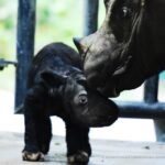 Leonardo DiCaprio Instagram - Further hope for the recovery of the Sumatran Rhino as a second baby rhino has been born at the Way Kambas Sumatran Rhino Sanctuary in Indonesia in two months, as announced by the Ministry of Environment and Forestry. This male calf joins a female calf born in late September and represents a new generation of Sumatran Rhino from which to recover the species. The Sumatran Rhino, once widespread across Southeast Asia, is now only found in Indonesia. The Government of the Republic of Indonesia is working to recover the Sumatran Rhino across Sumatra and Borneo through a combination of a conservation breeding program and field conservation, supported by a coalition of conservation organizations both in Indonesia and across the world that is fully committed to assisting their programs and efforts. Given that this is the first captive-born Sumatran Rhino to give birth and the breeding program now has 10 animals with three proven breeding pairs, the future for this species is looking brighter - congratulations to the government of Indonesia and all involved in this species conservation effort. @kementerianlhk @rewild @rhinosirf @badak.indonesia #KSDAE