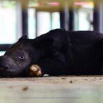 Leonardo DiCaprio Instagram - Further hope for the recovery of the Sumatran Rhino as a second baby rhino has been born at the Way Kambas Sumatran Rhino Sanctuary in Indonesia in two months, as announced by the Ministry of Environment and Forestry. This male calf joins a female calf born in late September and represents a new generation of Sumatran Rhino from which to recover the species. The Sumatran Rhino, once widespread across Southeast Asia, is now only found in Indonesia. The Government of the Republic of Indonesia is working to recover the Sumatran Rhino across Sumatra and Borneo through a combination of a conservation breeding program and field conservation, supported by a coalition of conservation organizations both in Indonesia and across the world that is fully committed to assisting their programs and efforts. Given that this is the first captive-born Sumatran Rhino to give birth and the breeding program now has 10 animals with three proven breeding pairs, the future for this species is looking brighter - congratulations to the government of Indonesia and all involved in this species conservation effort. @kementerianlhk @rewild @rhinosirf @badak.indonesia #KSDAE