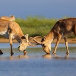 Leonardo DiCaprio Instagram - Conservation success: The Saiga, a species of antelope, has been reclassified from ‘Critically Endangered’ to ‘Near Threatened’ on the IUCN Red List of Threatened Species. This unprecedented recovery reflects the remarkable conservation of Saiga populations in Kazakhstan. The species, which once numbered as few as 48,000 individuals in 2005, has now grown to over 1.9 million individuals in the wild. Congrats to the government of Kazakhstan, which invested heavily in anti-poaching initiatives, robust law enforcement, and the establishment of new protected areas. Their collaboration with conservation organizations, universities, and scientists is a prime example of true conservation success driven by collaborative efforts. Photo credit: Andrey Gilev