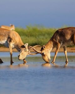 Leonardo DiCaprio Instagram - Conservation success: The Saiga, a species of antelope, has been reclassified from ‘Critically Endangered’ to ‘Near Threatened’ on the IUCN Red List of Threatened Species. This unprecedented recovery reflects the remarkable conservation of Saiga populations in Kazakhstan. The species, which once numbered as few as 48,000 individuals in 2005, has now grown to over 1.9 million individuals in the wild. Congrats to the government of Kazakhstan, which invested heavily in anti-poaching initiatives, robust law enforcement, and the establishment of new protected areas. Their collaboration with conservation organizations, universities, and scientists is a prime example of true conservation success driven by collaborative efforts. Photo credit: Andrey Gilev