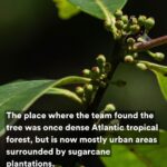 Leonardo DiCaprio Instagram - FOUND: The Pernambuco Holly (Ilex Sapiiformis), one of the world’s top 25 most wanted lost species, has been rediscovered in Brazil’s Atlantic Forest. It’s the 9th lost species to be rediscovered on @rewild’s Search for Lost Species most wanted list. It had not had a documented sighting in 186 years. Ecologist Gustavo Martinelli led an expedition team that scoured the collections of botanical gardens and universities throughout Brazil, hoping to find any overlooked or unidentified specimens tucked away that could help a field search. They discovered two plants collected 45 years apart and one of the plants pointed them to the metropolitan region of Recife. In a small patch of forest the expedition team found four individual trees. The area was once dense Atlantic tropical forest, but is now mostly urban areas interspersed with sugarcane plantations. Much of Brazil’s southeastern Atlantic forest has been destroyed and less than 5% remains intact. The forest that does remain is very fragmented. The search for more Pernambuco Holly trees isn’t over. Working with Jardim Botânico de Recife and other local partners the expedition team is hoping to find more trees, collect their seeds and germinate them. #LostSpecies