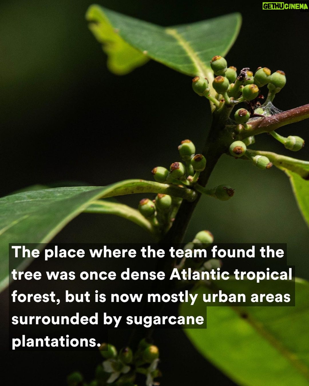 Leonardo DiCaprio Instagram - FOUND: The Pernambuco Holly (Ilex Sapiiformis), one of the world’s top 25 most wanted lost species, has been rediscovered in Brazil’s Atlantic Forest. It’s the 9th lost species to be rediscovered on @rewild’s Search for Lost Species most wanted list. It had not had a documented sighting in 186 years. Ecologist Gustavo Martinelli led an expedition team that scoured the collections of botanical gardens and universities throughout Brazil, hoping to find any overlooked or unidentified specimens tucked away that could help a field search. They discovered two plants collected 45 years apart and one of the plants pointed them to the metropolitan region of Recife. In a small patch of forest the expedition team found four individual trees. The area was once dense Atlantic tropical forest, but is now mostly urban areas interspersed with sugarcane plantations. Much of Brazil’s southeastern Atlantic forest has been destroyed and less than 5% remains intact. The forest that does remain is very fragmented. The search for more Pernambuco Holly trees isn’t over. Working with Jardim Botânico de Recife and other local partners the expedition team is hoping to find more trees, collect their seeds and germinate them. #LostSpecies