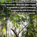 Leonardo DiCaprio Instagram - FOUND: The Pernambuco Holly (Ilex Sapiiformis), one of the world’s top 25 most wanted lost species, has been rediscovered in Brazil’s Atlantic Forest. It’s the 9th lost species to be rediscovered on @rewild’s Search for Lost Species most wanted list. It had not had a documented sighting in 186 years. Ecologist Gustavo Martinelli led an expedition team that scoured the collections of botanical gardens and universities throughout Brazil, hoping to find any overlooked or unidentified specimens tucked away that could help a field search. They discovered two plants collected 45 years apart and one of the plants pointed them to the metropolitan region of Recife. In a small patch of forest the expedition team found four individual trees. The area was once dense Atlantic tropical forest, but is now mostly urban areas interspersed with sugarcane plantations. Much of Brazil’s southeastern Atlantic forest has been destroyed and less than 5% remains intact. The forest that does remain is very fragmented. The search for more Pernambuco Holly trees isn’t over. Working with Jardim Botânico de Recife and other local partners the expedition team is hoping to find more trees, collect their seeds and germinate them. #LostSpecies