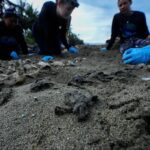 Leonardo DiCaprio Instagram - Repost from @postclimate • Turtle hatchlings have legal rights in Panama. A law passed by the country’s National Assembly earlier this year guarantees sea turtles the right to thrive in a healthy environment, a protection until now typically reserved for humans. Panama is part of a growing list of countries and communities around the world latching on to the Rights of Nature movement, which seeks to grant wildlife a similar legal status to that of individuals and companies. Advocates of wild animals are hailing it as an essential tool to combat the biodiversity crisis. Unlike more traditional animal protections, which usually kick in when a species is threatened or endangered, rights of nature laws are meant to prevent that from happening. Marine conservation biologist Callie Veelenturf, who helped draft Panama’s new turtle protections, said they give “any member of the public of Panama the opportunity to be the voice of nature in the court system, and advocate for nature’s rights on her behalf.”