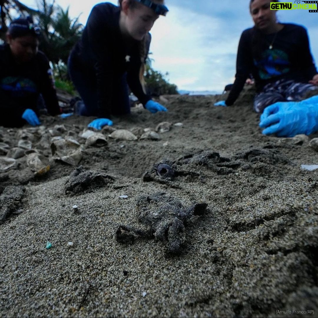 Leonardo DiCaprio Instagram - Repost from @postclimate • Turtle hatchlings have legal rights in Panama. A law passed by the country’s National Assembly earlier this year guarantees sea turtles the right to thrive in a healthy environment, a protection until now typically reserved for humans. Panama is part of a growing list of countries and communities around the world latching on to the Rights of Nature movement, which seeks to grant wildlife a similar legal status to that of individuals and companies. Advocates of wild animals are hailing it as an essential tool to combat the biodiversity crisis. Unlike more traditional animal protections, which usually kick in when a species is threatened or endangered, rights of nature laws are meant to prevent that from happening. Marine conservation biologist Callie Veelenturf, who helped draft Panama’s new turtle protections, said they give “any member of the public of Panama the opportunity to be the voice of nature in the court system, and advocate for nature’s rights on her behalf.”