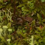 Leonardo DiCaprio Instagram - Fagilde’s Trapdoor Spider was lost to science for nearly a century (perhaps even longer) until an expedition team with @protectspecies and @indianapoliszoo searched Fagilde, Portugal and the neighboring village of Vila Garcia. Follow the link in bio for the full story. The spider is the 12th species to be rediscovered by @rewild’s Search for Lost Species. Without any historical photos or detailed descriptions, the team focused on searching for unique horizontal trapdoor burrows (other trapdoor spider burrows are completely vertical.) They found one such burrow with a female spider inside guarding about 10 baby spiders—it was a Fagilde’s Trapdoor Spider. The spider owes part of its rediscovery to the bravery of the local community it’s named after—their relationship with the land spans generations and their dedication to it saved the habitat of the Fagilde’s Trapdoor spider from being destroyed by a wildfire. #SearchforLostSpecies #LostSpecies Photo credit: Sérgio Henriques