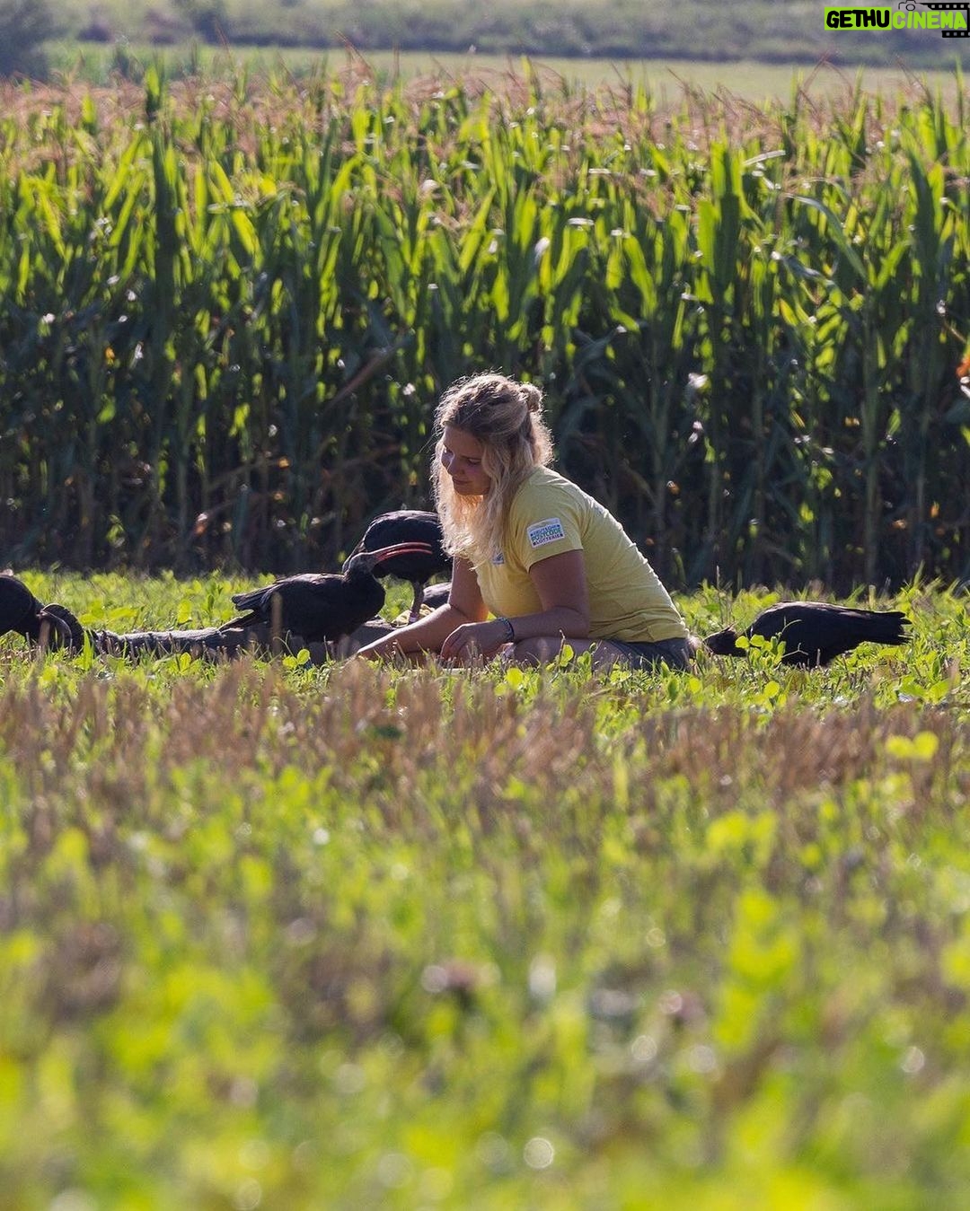 Leonardo DiCaprio Instagram - Repost from @nytimes To prevent the extinction of the northern bald ibis, Johannes Fritz came up with a plan — and learned to fly. To survive the European winter, the northern bald ibis — which had once disappeared entirely from the wild on the continent — needs to migrate south for the winter, over the Alps, before the mountains become impassable. Fritz, an Austrian biologist, has spent his career reintroducing the birds into the wild, and an essential part of their education has been teaching the young the migration path they will follow as adults. He modified an ultralight aircraft so it would cruise at speeds slow enough for his winged students to keep up. In 2004, three years after some initially bumpy experiments, Fritz led the first flock from Austria to Italy, and has since led 15 such migrations. Over that time, he has rewilded 277 young ibises, many of which then started to pass the route on to their own young. However, the route Fritz originally taught the ibises is no longer viable. With climate change warming the area where the birds summer — by Lake Constance in Germany and Austria — they now start their migration at the end of October instead of the end of September, as they had done just a decade ago. They are now reaching the mountains too late to make it over the peaks, locking them in an icy death trap. Photos by @ninareeg
