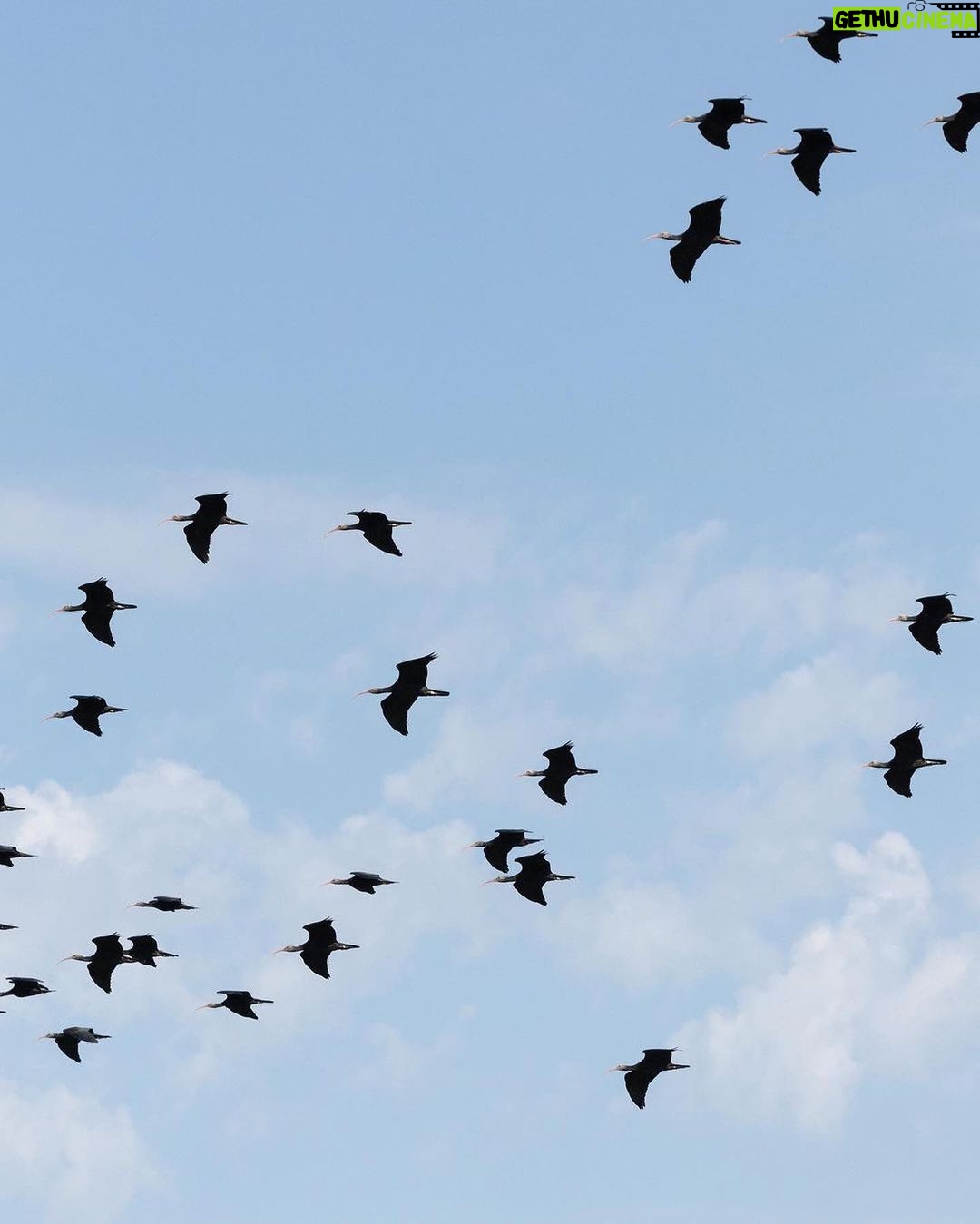 Leonardo DiCaprio Instagram - Repost from @nytimes To prevent the extinction of the northern bald ibis, Johannes Fritz came up with a plan — and learned to fly. To survive the European winter, the northern bald ibis — which had once disappeared entirely from the wild on the continent — needs to migrate south for the winter, over the Alps, before the mountains become impassable. Fritz, an Austrian biologist, has spent his career reintroducing the birds into the wild, and an essential part of their education has been teaching the young the migration path they will follow as adults. He modified an ultralight aircraft so it would cruise at speeds slow enough for his winged students to keep up. In 2004, three years after some initially bumpy experiments, Fritz led the first flock from Austria to Italy, and has since led 15 such migrations. Over that time, he has rewilded 277 young ibises, many of which then started to pass the route on to their own young. However, the route Fritz originally taught the ibises is no longer viable. With climate change warming the area where the birds summer — by Lake Constance in Germany and Austria — they now start their migration at the end of October instead of the end of September, as they had done just a decade ago. They are now reaching the mountains too late to make it over the peaks, locking them in an icy death trap. Photos by @ninareeg