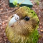 Leonardo DiCaprio Instagram - Repost from @docgovtnz For the first time in nearly four decades, kākāpō are returning to live on mainland Aotearoa. We are currently moving four male kākāpō from Whenua Hou/Codfish Island to Sanctuary Mountain Maungatautari. Until now, kākāpō have been contained to a few offshore predator-free islands, so to have them return to the mainland marks a new phase in the recovery of this taonga species. Having kākāpō back on the mainland is an exciting glimpse into what the future could hold for these native manu and will hopefully bring us one step closer to being able to hear their distinctive kākāpō ‘booms’ across the country. #ReturnOfTheKakapo 📸 Close up of kākāpō on Whenua Hou | Tama Pugsley