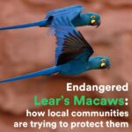 Leonardo DiCaprio Instagram - The Lear’s Macaw—a brilliant blue parrot—was once on the brink of extinction, but conservation efforts have helped the species recover. That recovery is fragile and a new wind energy project in the Canduous cliffs, the bird’s only habitat, in Brazil’s Bahia state is threatening the species’ future. Local communities have brought a legal case against the project to move it out of the Lear’s Macaw habitat into a nearby area that is less sensitive. Follow the link in bio to read the full story. The Lear’s Macaw lives in a Key Biodiversity Area, a place that is vital to the persistence of biodiversity on Earth. My organization @rewild is a member of the Key Biodiversity Area Partnership. Re:wild and @americanbirdconservancy signed a human rights complaint filed by local communities in the Caatinga region with the United Nations against the company building the wind project for failing to follow federally legislated environmental assessments. Photo credit: Maggie Forrester