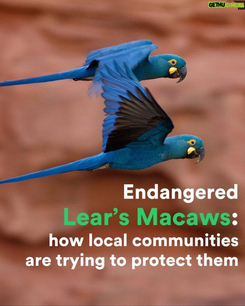 Leonardo DiCaprio Instagram - The Lear’s Macaw—a brilliant blue parrot—was once on the brink of extinction, but conservation efforts have helped the species recover. That recovery is fragile and a new wind energy project in the Canduous cliffs, the bird’s only habitat, in Brazil’s Bahia state is threatening the species’ future. Local communities have brought a legal case against the project to move it out of the Lear’s Macaw habitat into a nearby area that is less sensitive. Follow the link in bio to read the full story. The Lear’s Macaw lives in a Key Biodiversity Area, a place that is vital to the persistence of biodiversity on Earth. My organization @rewild is a member of the Key Biodiversity Area Partnership. Re:wild and @americanbirdconservancy signed a human rights complaint filed by local communities in the Caatinga region with the United Nations against the company building the wind project for failing to follow federally legislated environmental assessments. Photo credit: Maggie Forrester