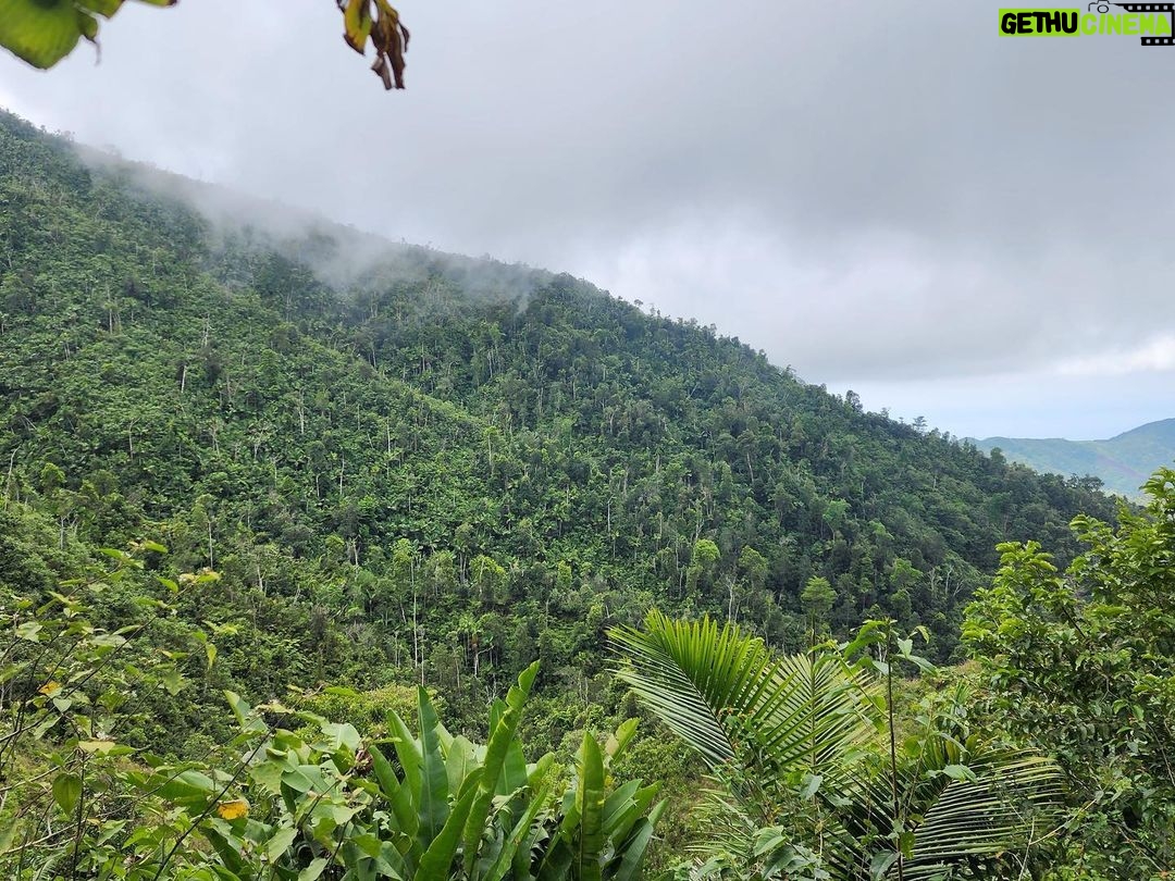 Leonardo DiCaprio Instagram - Haiti's fight against climate change has been bolstered with ecological restoration. Despite facing significant challenges due to the current unrest throughout the country, @haiti_national_trust is thrilled to announce that funding has been secured for the Klima I project for Grand Bois National Park. This project is a continuation of Haiti National Trust's efforts to conserve the park's biodiversity. Financed by Arbeiter-Samariter-Bund, @rewild and @rainforesttrust, this project aims to also provide sustainable livelihoods for communities around the park and to implement local environmental education programs in schools and community centers. This three-year $2.1 million project is led by Haiti National Trust as part of their work protecting this Key Biodiversity Area. Grand Bois National Park is home to dozens of threatened species of plants, birds, reptiles, and mammals, and is one of the most important sites for amphibians in the world. #RewildTheCaribbean 📷: @wildexplorerayiti