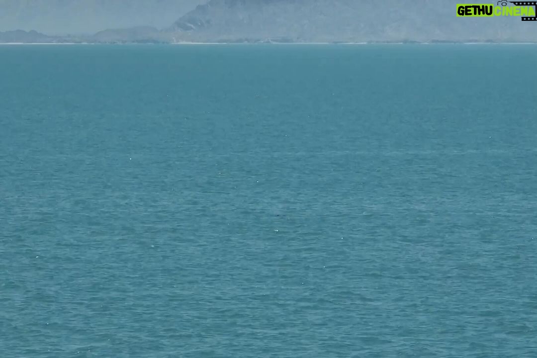 Leonardo DiCaprio Instagram - At my organization @Rewild, we never give up on species. This includes the Vaquita (the world’s smallest porpoise), which has avoided extinction thanks to 24/7 protection from @SeaShepherdSSCS and the Mexican Navy, and the critical role of local communities in working toward Vaquita-safe seafood due to Cetacean Action Treasury @pescaabc @pronaturanoroeste efforts. The Vaquita is starting its recovery but to get beyond ten individual #Vaquita, the government of Mexico and its partners must double down on proven solutions for both Vaquita and the people. Learn more at the link in bio.