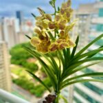 Leonardo Miggiorin Instagram - A vida é uma obra de arte! Um beijo pra você que sabe e pode aprecia-la. 🌷💙 Lutamos para que todos possam ter o privilégio. Se você tem saúde, agradeça. Aprecie cada detalhe e tente sorrir para as pequenas coisas. Deixe a beleza da vida te encantar. ✨🌸 Mas, não esqueça de se doar. A #vida é urgente!! Obrigado pelo lindo presente @nk_nutricionistakaren