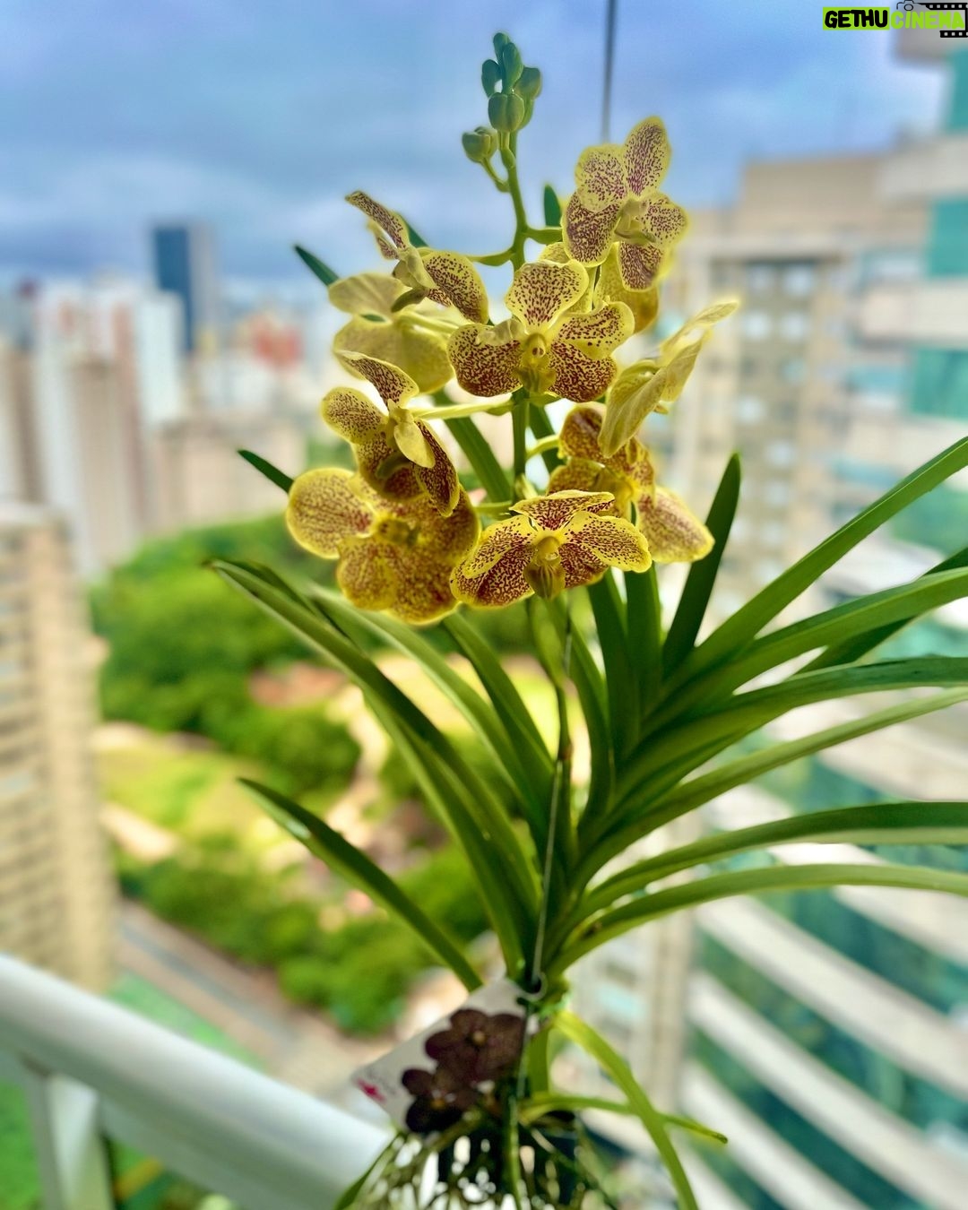 Leonardo Miggiorin Instagram - A vida é uma obra de arte! Um beijo pra você que sabe e pode aprecia-la. 🌷💙 Lutamos para que todos possam ter o privilégio. Se você tem saúde, agradeça. Aprecie cada detalhe e tente sorrir para as pequenas coisas. Deixe a beleza da vida te encantar. ✨🌸 Mas, não esqueça de se doar. A #vida é urgente!! Obrigado pelo lindo presente @nk_nutricionistakaren