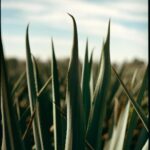 Lewis Hamilton Instagram - It's finally here. Welcome to @Almave, the world’s first and only non-alcoholic spirit created from real blue agave. Almave is for people like myself, who are always pushing the limits of whats possible, who enjoy the taste of tequila but are focused on balance, longevity, and living fully. When I first met @agabiotico, two things became clear: we both like tequila and something was missing from the market. Almave adapts time-honoured tequila-making practices to create a non alc spirit that doesn’t compromise on taste or quality. So proud to be a founder. I hope you approach it with an open mind, try it, and love it as much as I do. Let’s go beyond proof. #Almave #BeyondProof