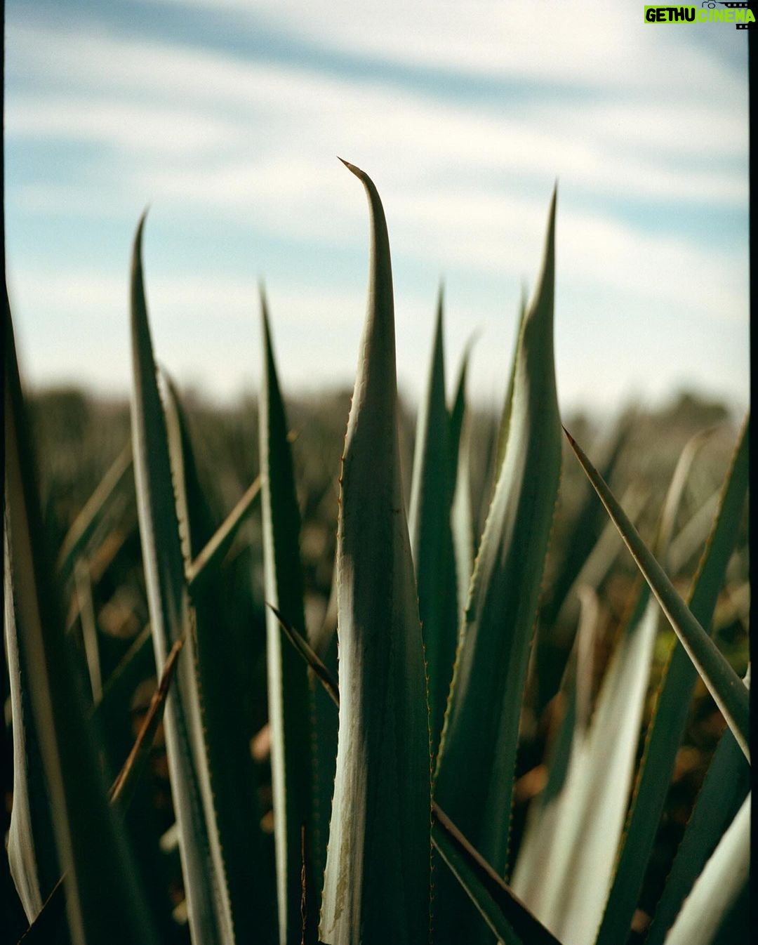 Lewis Hamilton Instagram - It's finally here. Welcome to @Almave, the world’s first and only non-alcoholic spirit created from real blue agave. Almave is for people like myself, who are always pushing the limits of whats possible, who enjoy the taste of tequila but are focused on balance, longevity, and living fully. When I first met @agabiotico, two things became clear: we both like tequila and something was missing from the market. Almave adapts time-honoured tequila-making practices to create a non alc spirit that doesn’t compromise on taste or quality. So proud to be a founder. I hope you approach it with an open mind, try it, and love it as much as I do. Let’s go beyond proof. #Almave #BeyondProof