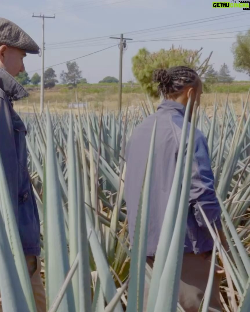 Lewis Hamilton Instagram - It's finally here. Welcome to @Almave, the world’s first and only non-alcoholic spirit created from real blue agave. Almave is for people like myself, who are always pushing the limits of whats possible, who enjoy the taste of tequila but are focused on balance, longevity, and living fully. When I first met @agabiotico, two things became clear: we both like tequila and something was missing from the market. Almave adapts time-honoured tequila-making practices to create a non alc spirit that doesn’t compromise on taste or quality. So proud to be a founder. I hope you approach it with an open mind, try it, and love it as much as I do. Let’s go beyond proof. #Almave #BeyondProof