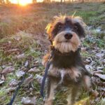Lili Reinhart Instagram - One year ago today I took Milo home with me... and damn, I hit the jackpot. My sweet little rescue dog has been an incredible source of love for me this year and I can’t wait to keep making memories with my little man.