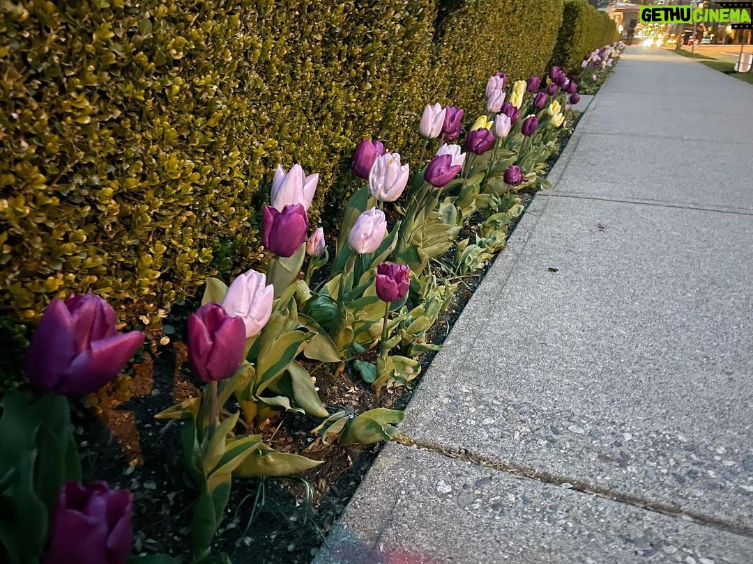 Lili Reinhart Instagram - Springtime baby 🌷