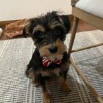 Lili Reinhart Instagram - One year ago today I took Milo home with me... and damn, I hit the jackpot. My sweet little rescue dog has been an incredible source of love for me this year and I can’t wait to keep making memories with my little man.