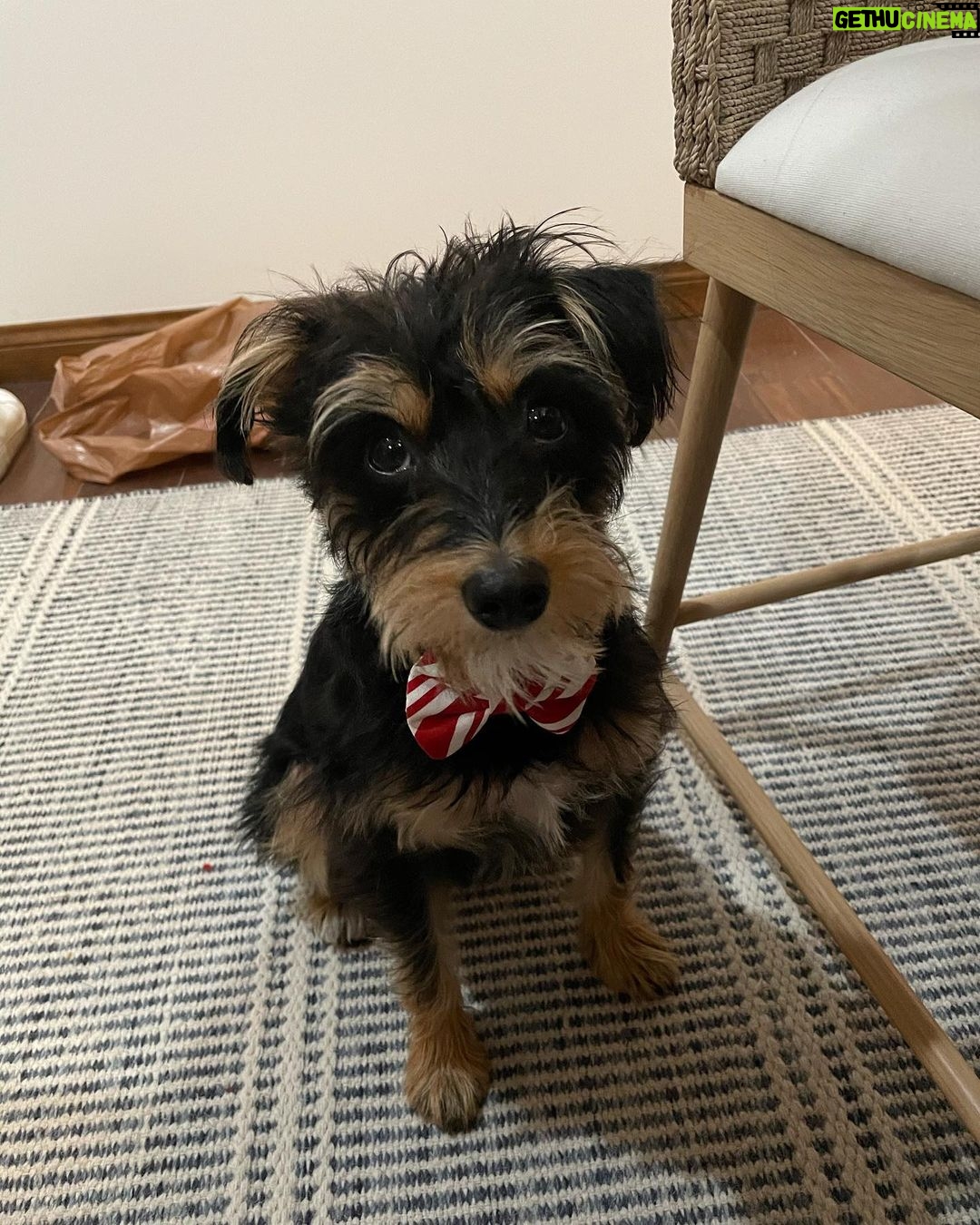 Lili Reinhart Instagram - One year ago today I took Milo home with me... and damn, I hit the jackpot. My sweet little rescue dog has been an incredible source of love for me this year and I can’t wait to keep making memories with my little man.