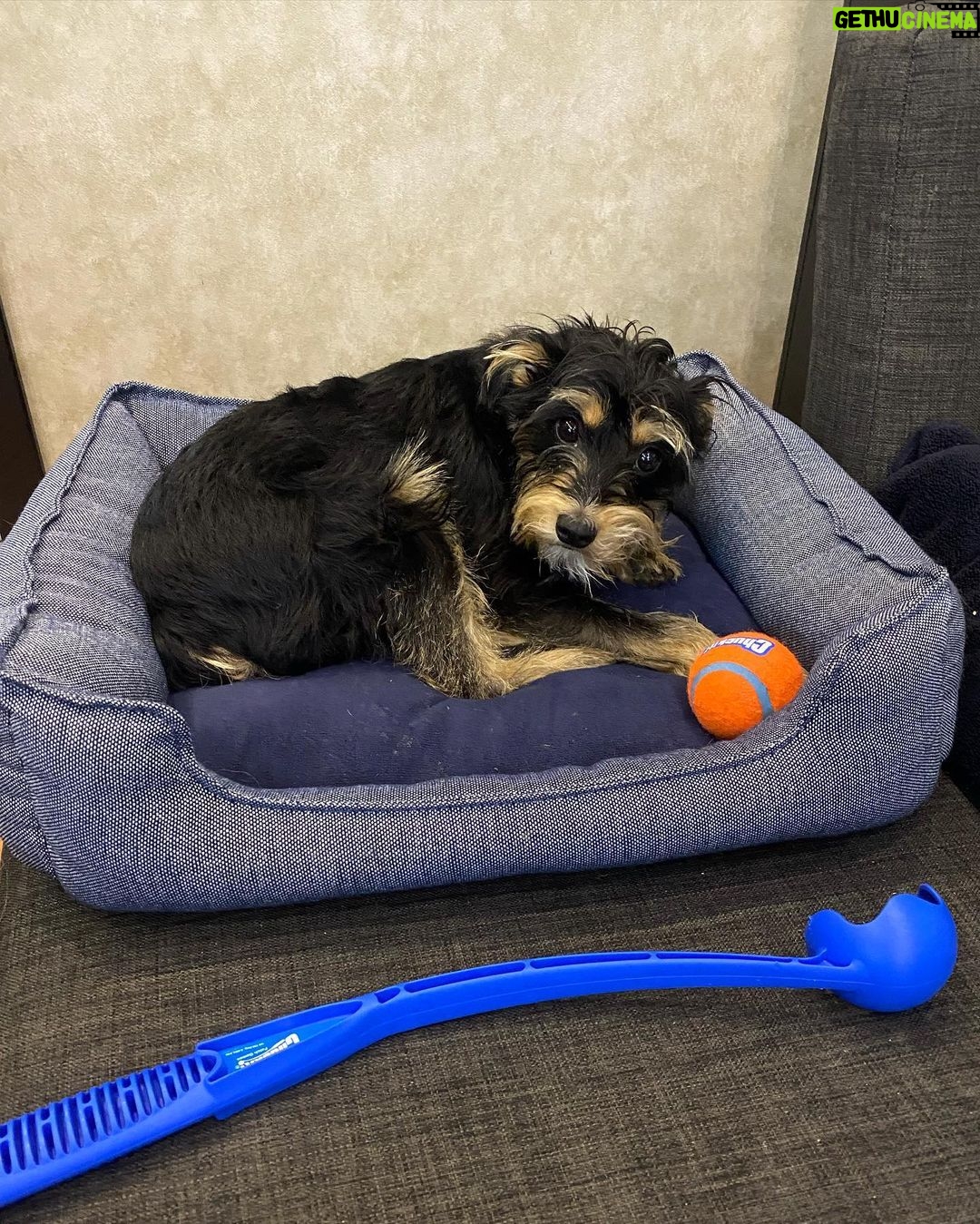 Lili Reinhart Instagram - One year ago today I took Milo home with me... and damn, I hit the jackpot. My sweet little rescue dog has been an incredible source of love for me this year and I can’t wait to keep making memories with my little man.