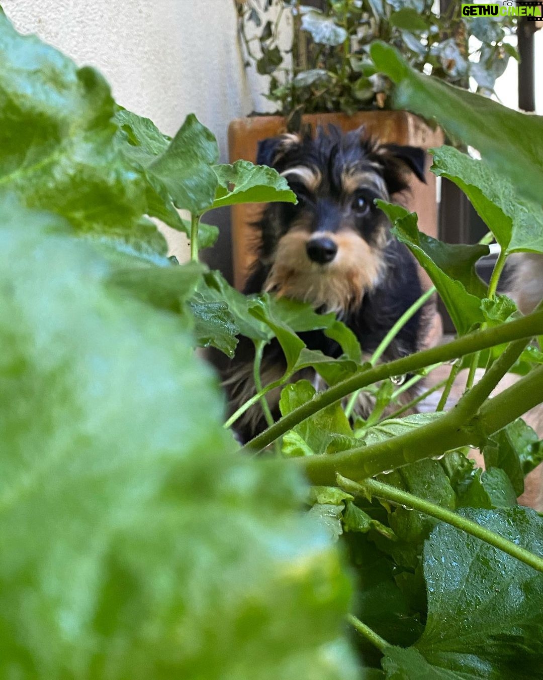 Lili Reinhart Instagram - One year ago today I took Milo home with me... and damn, I hit the jackpot. My sweet little rescue dog has been an incredible source of love for me this year and I can’t wait to keep making memories with my little man.