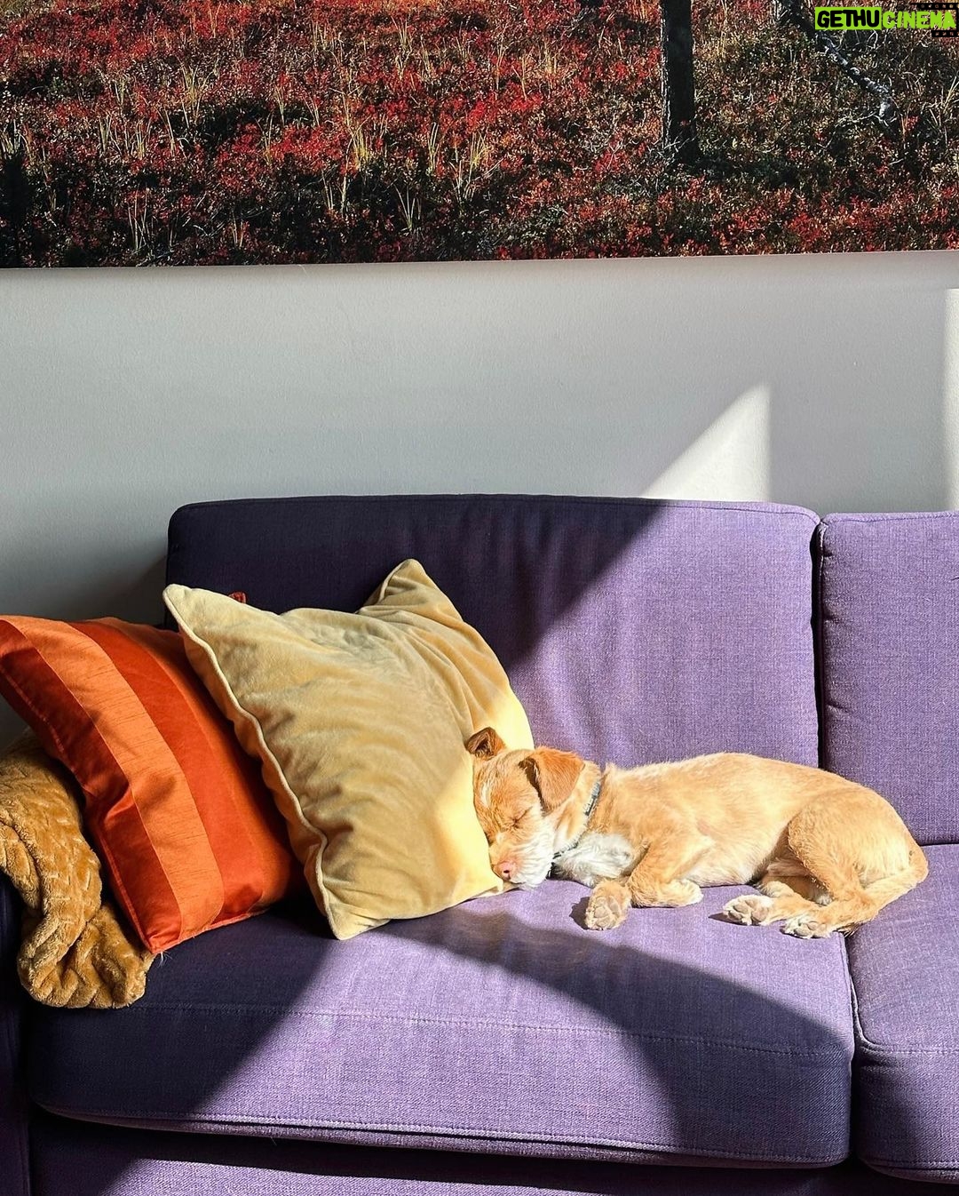 Lily Collins Instagram - Lessons in lounging courtesy of @redforddog…