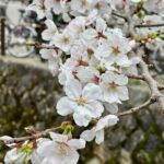 Lily Collins Instagram - Sakura season…